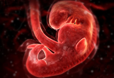 胎儿十月发育过程图