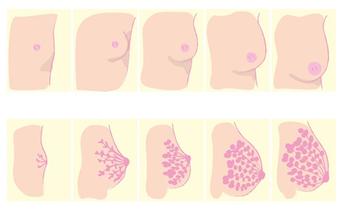 乳房图片