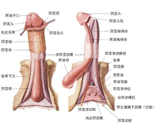 男性生殖器官