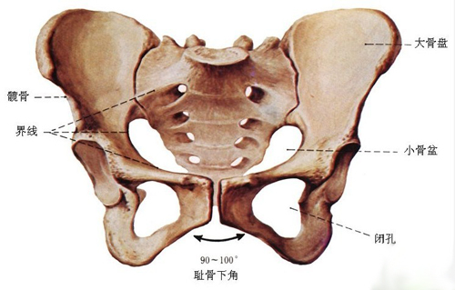 女性骨盆的组成解剖图